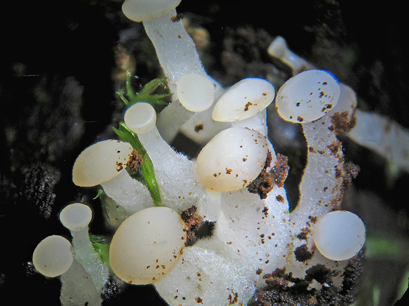 Cudoniella aciculare